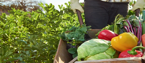Professionnels de l'agriculture et de l'agroalimentaire durables